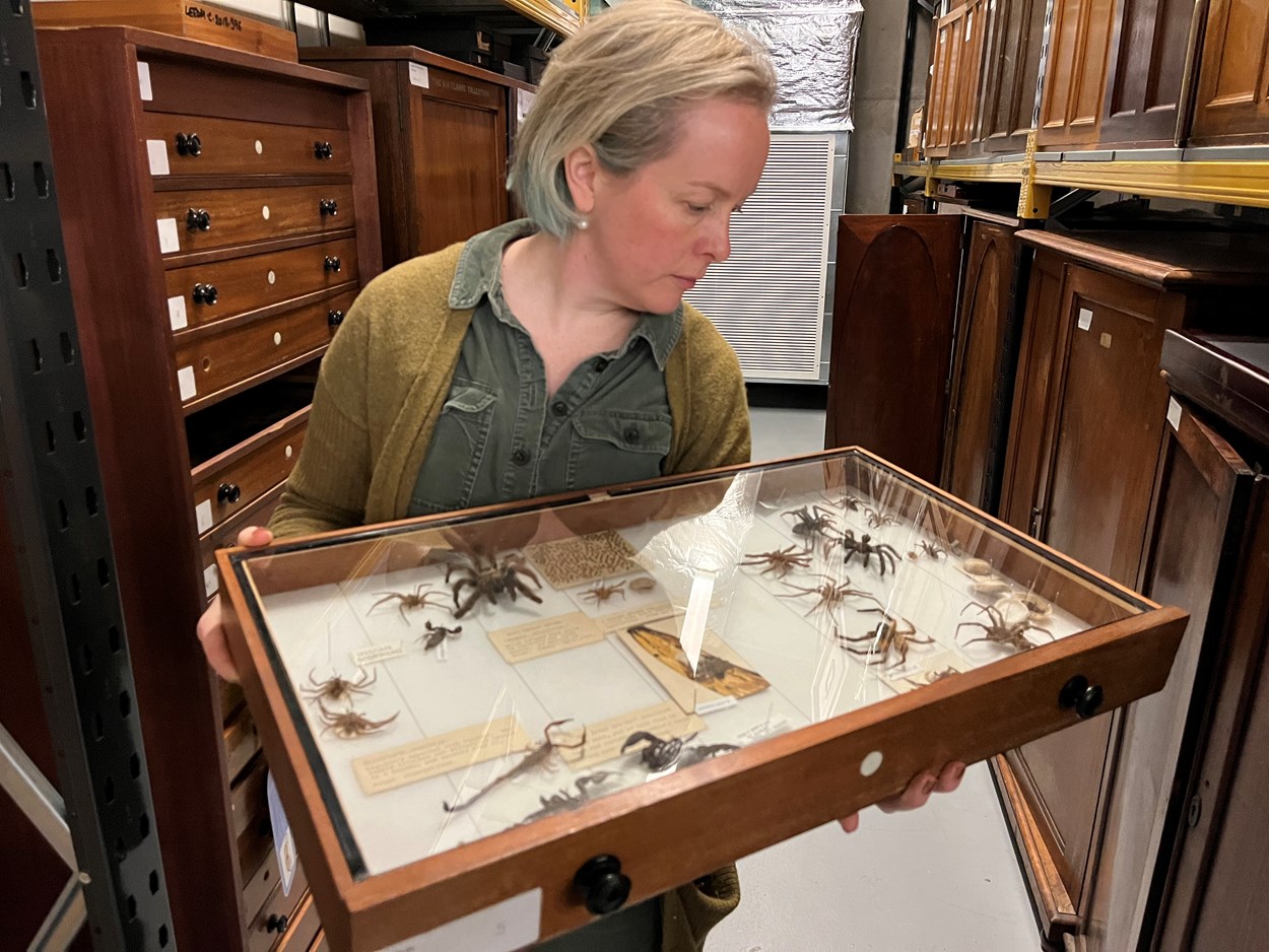 Store 2 at Leeds Discovery Centre: Clare Brown, Leeds Museums and Galleries' curator of natural sciences with an astonishing array of insects and arachnids which were also discovered in supermarket produce.
Available for visitors to see, they include a banana spider which arrived from the West Indies along with an egg sac containing 350 tiny spiderlings and a number of fearsome-looking Indian scorpions of various sizes.