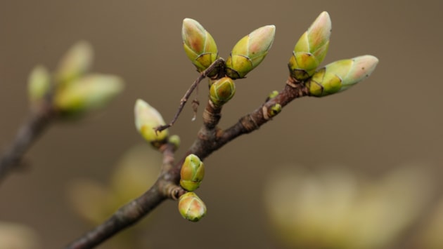 £1.87m in funding to drive nature investment: Buds-D1046 JPG Original Image m19967
