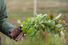 Tree planting © Dumfries & Galloway Woodlands