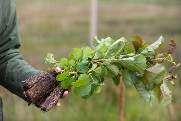 Tree planting © Dumfries & Galloway Woodlands