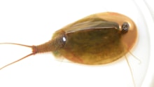 Tadpole Shrimp (c) WWT: Tadpole Shrimp (c) WWT