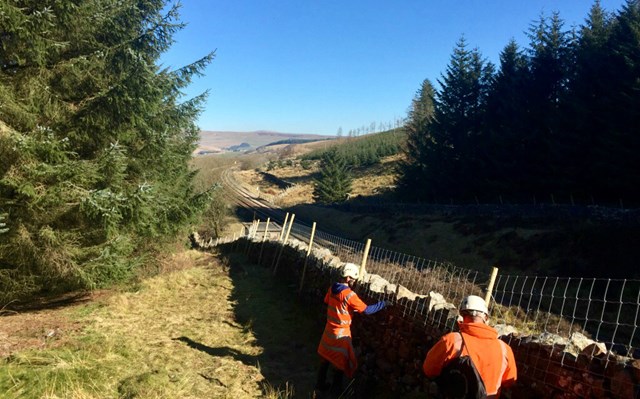 Securing the repaired dry-stone wall by the railway