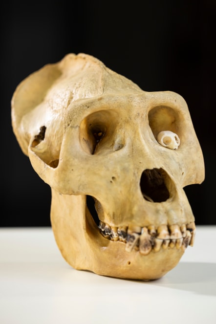 Largest and smallest primate skulls, gorilla and mouse lemur. Photo © Duncan McGlynn (1)