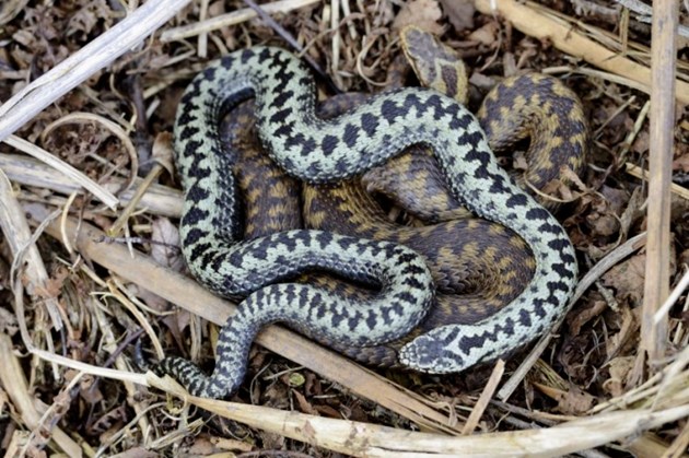 Adders (Lorne Gill/SNH)