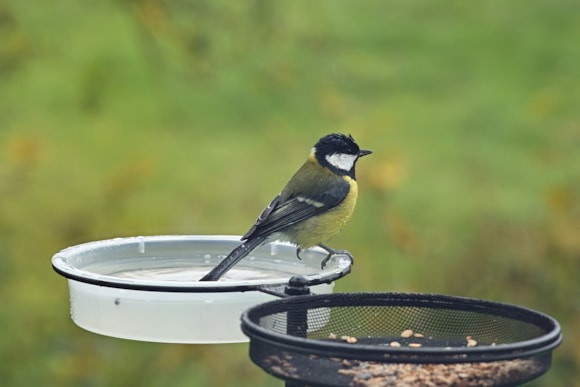 British Garden Centres - Make sure you keep your bird bath topped up with water over winter