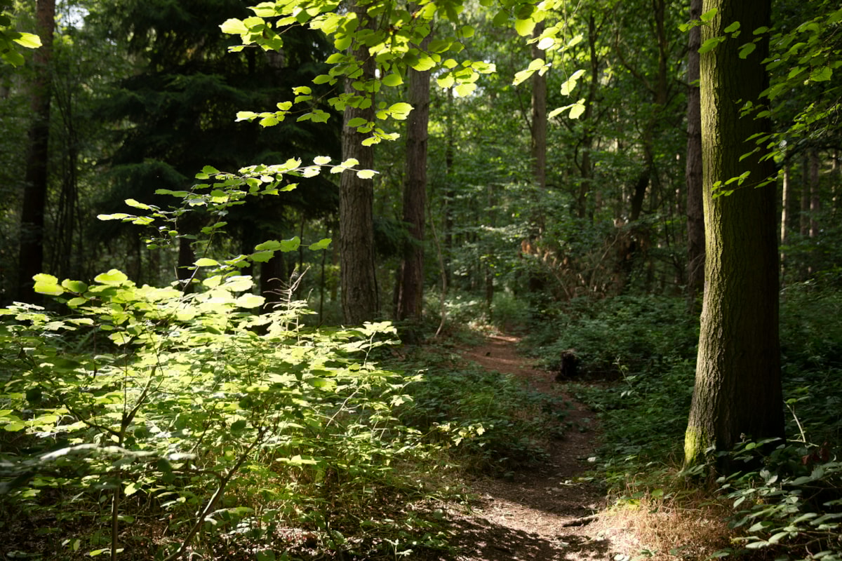 Woodland Trust Richard Faulks WTML