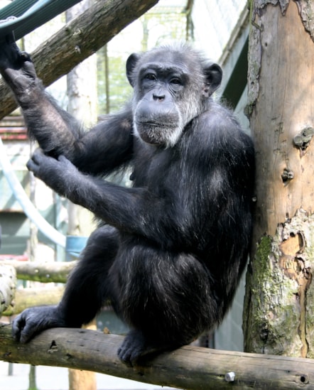 Choppers the chimp. Photo Twycross zoo (1)