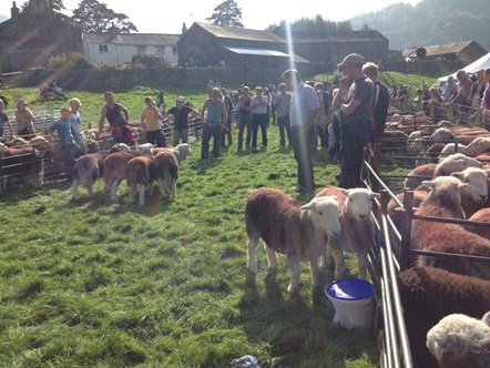 sheep  farmers meet pic