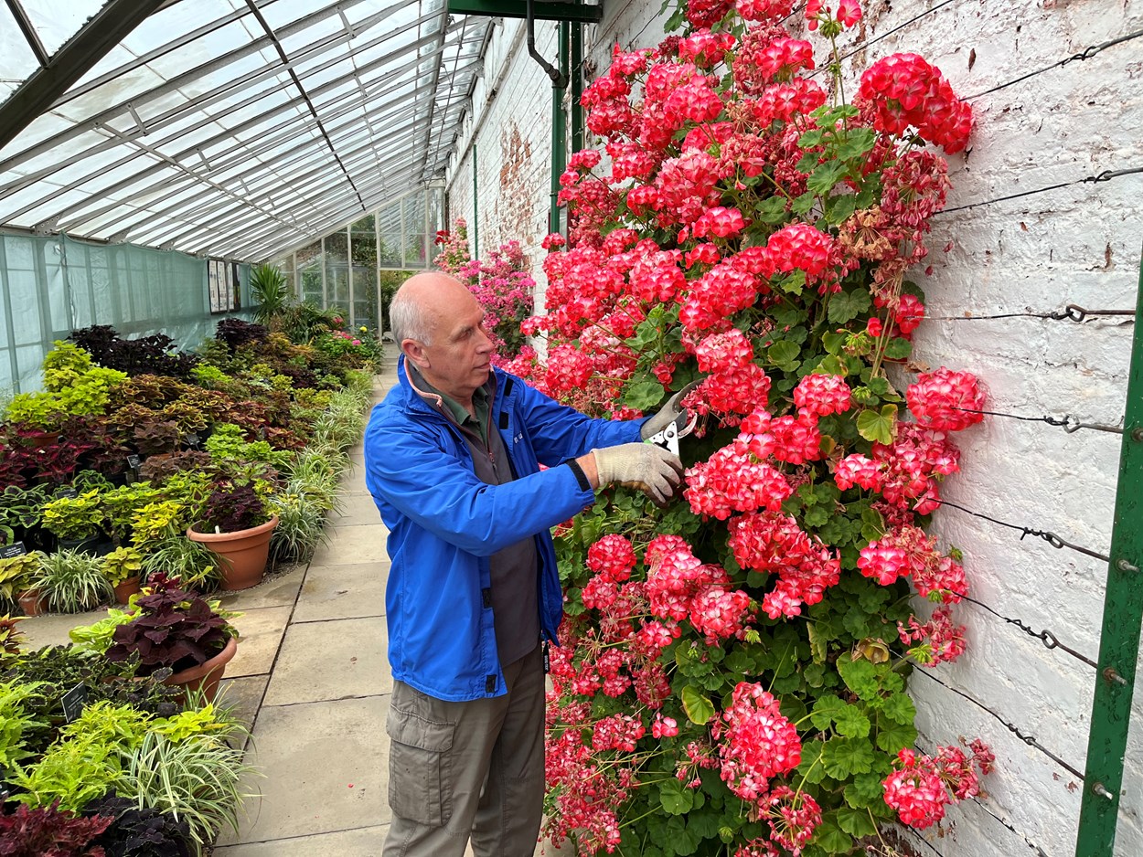 Temple Newsam hothouse: Volunteer gardener Steve Ball tends to the stunning Zonal Pelargoniums which have burst into life in the hothouse at Temple Newsam's Walled Garden.