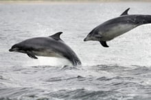 Dolphins - Lorne Gill NatureScot: Dolphins - Lorne Gill NatureScot