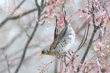 Fieldfares feeding on ornamental rowan berries, Wolfhill, Tayside and Clackmannanshire Area. ©Lorne Gill-NatureScot-2