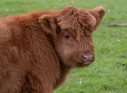 Highland calves at the National Museum of Rural Life. Photo © Chris James  (9)