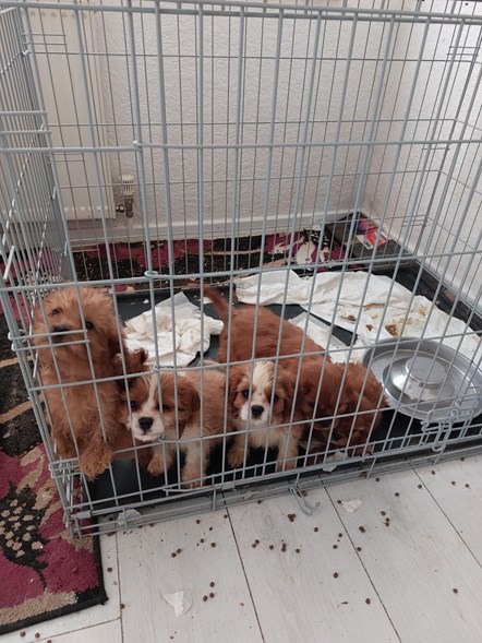 Dogs found in poor and cramped conditions at the Robinson family home