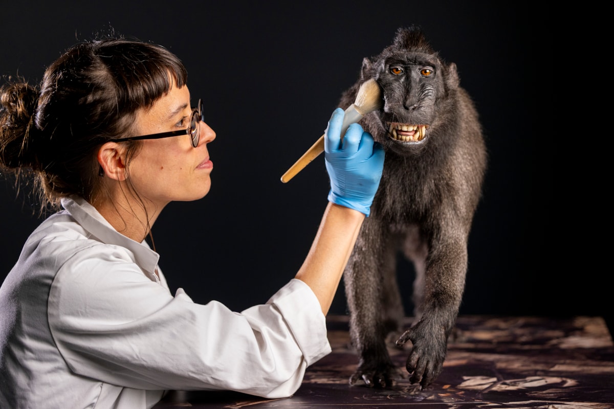 Taxidermist Jazmine Miles-Long works on a Sulawesi crested macaque. Photo © Duncan McGlynn  (6)