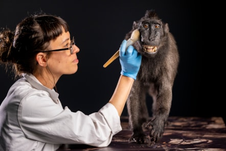 Taxidermist Jazmine Miles-Long works on a Sulawesi crested macaque. Photo © Duncan McGlynn  (6)