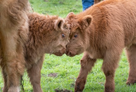 Highland calves at the National Museum of Rural Life. Photo © Chris James  (14)