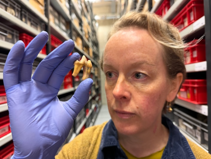 Ice Age remains-5: Alongside the bear skull, the collection includes the tooth of a wolf found in Torquay’s famous Kents Cavern, once home to a number of prehistoric mammal species as well as Neanderthal humans. Curator Clare Brown is shown here with the tooth.