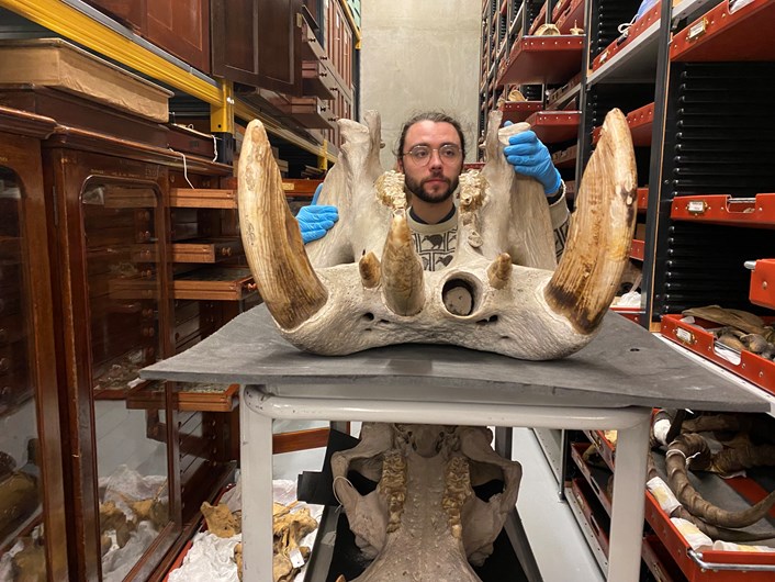 Hippo skull: Milo Phillips, Leeds Museums and Galleries' assistant curator of entomology, works on the hippo skull which will soon be on display at Leeds City Museum.