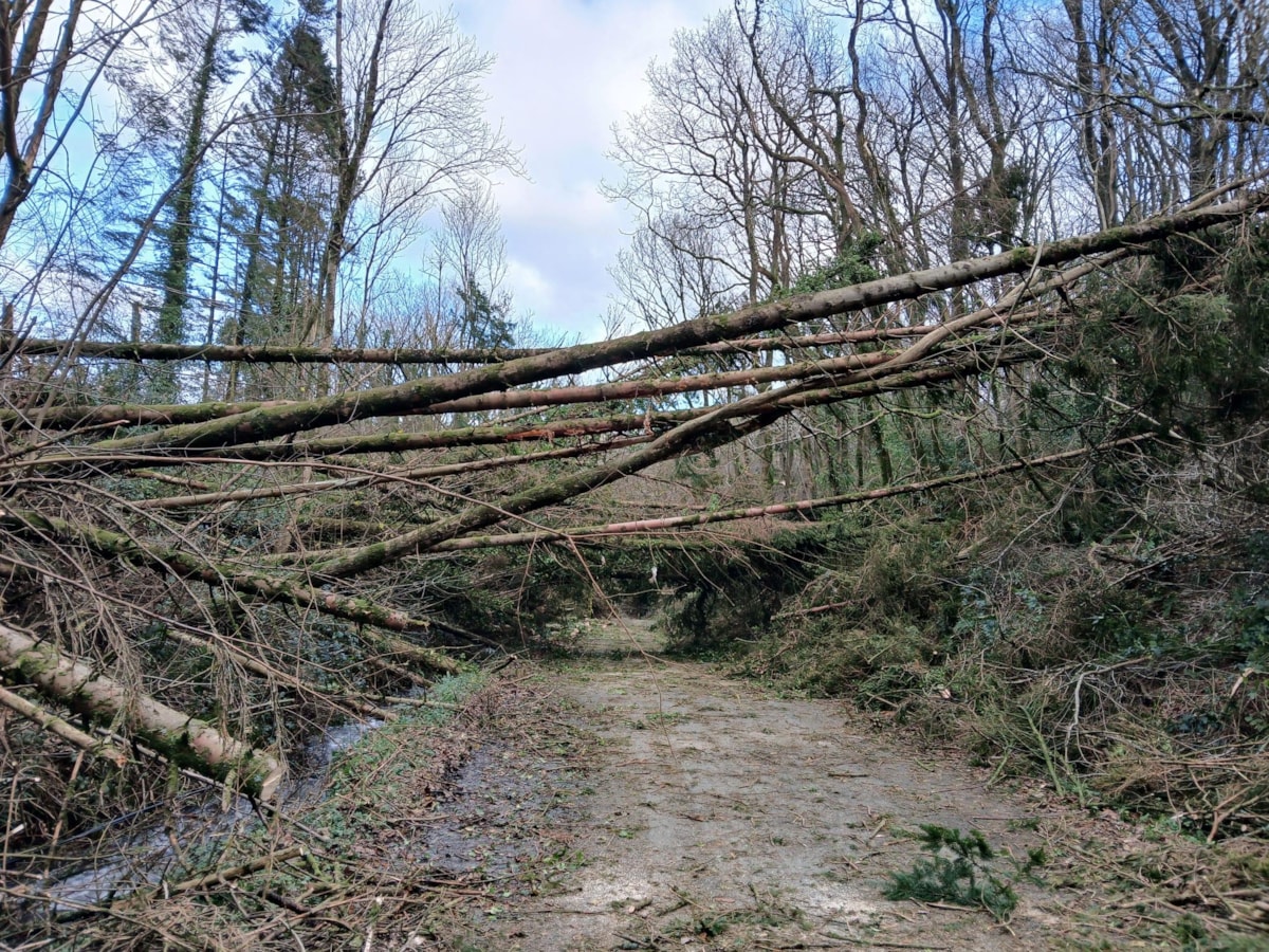 Storm Darragh trees down - Coed Storm Darragh i lawr