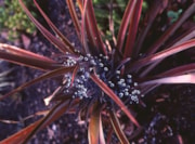 Phormium Tenax Purpureum - Shutterstock: Phormium Tenax Purpureum - Shutterstock