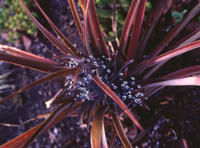 Phormium Tenax Purpureum - Shutterstock