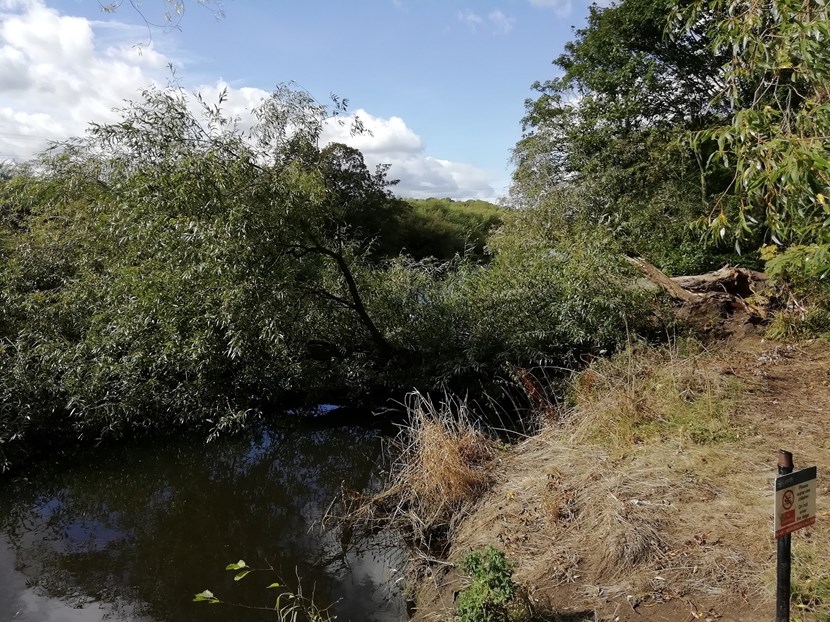 Essential tree maintenance work in Kirkstall to reduce flood risk: kirkstallabbeystormdamagedtree.jpg