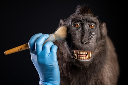 Taxidermist Jazmine Miles-Long works on a Sulawesi crested macaque. Photo © Duncan McGlynn  (7)
