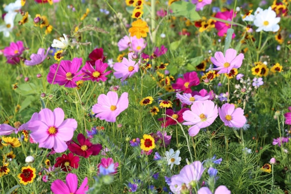 Wildflowers for a low maintenance garden