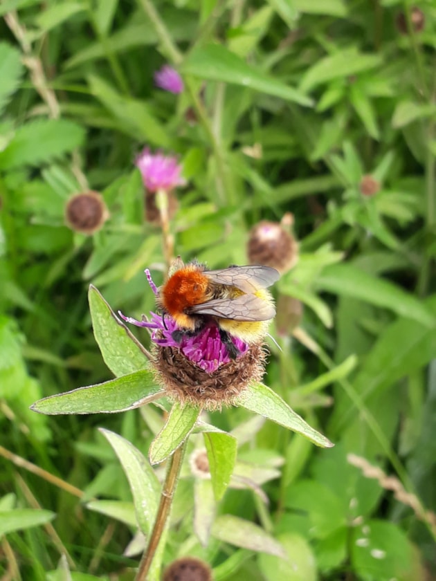 Shetland Bumblebee Bombus muscorum ssp agricolae, Richard Comont 2