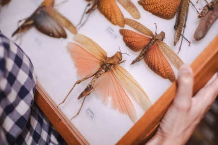 Close up of someone holding a tray of insect specimens which are part of Amgueddfa Cymru's entymology collection