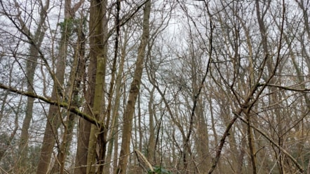 Clayfield Copse cropped