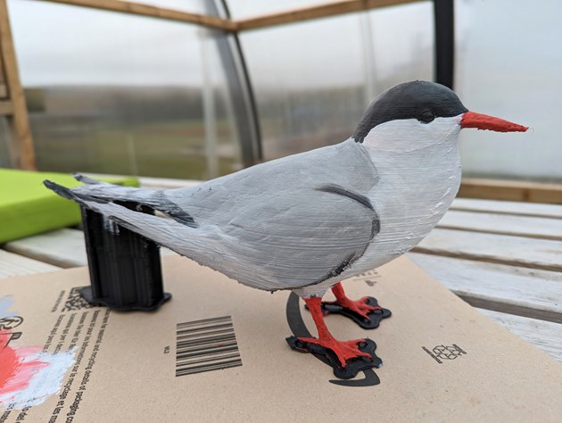 3D-printed birds welcome migrating terns to Scottish breeding sites: Painted tern decoy (c) Robyn Stweart-RSPB Scotland - free one-time use