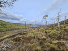 Glen Mallie Pinewood project. Image from Future Woodlands Scotland