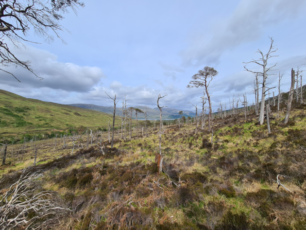 Glen Mallie Pinewood project. Image from Future Woodlands Scotland