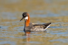 Red-necked Phalarope (c) Paul Macklam: Red-necked Phalarope (c) Paul Macklam