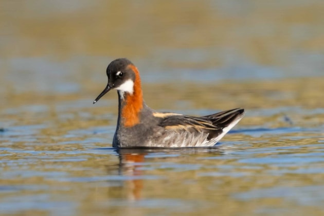 Red-necked Phalarope (c) Paul Macklam