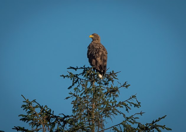 White-tailed eagle - November 2020 - credit Rae McKenzie-NatureScot
