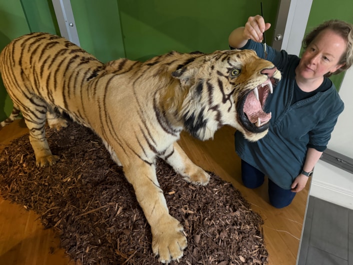 Leeds tiger taxidermy: Curators Clare Brown (pictured) and Sarah Burhouse were on site at Leeds City Museum carrying out meticulous checks for dust and the types of tiny pests which can be harmful to vintage taxidermy, before undertaking a delicate clean of some unique and historically significant exhibits.
The gigantic Bengal tiger, thought to be one of the biggest taxidermy mounts of its kind anywhere in the world, was among a selection of the museum’s most precious and historic specimens being conserved in the museum’s spectacular Life on Earth Gallery.