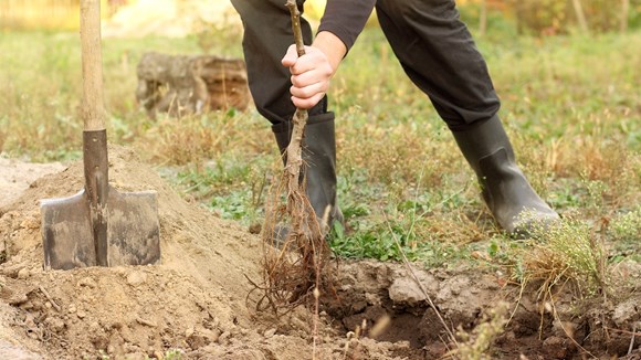 'Your Tree Our Future' scheme empowers Hertfordshire residents to grow a more sustainable county through tree planting: man-planting-tree-122x675