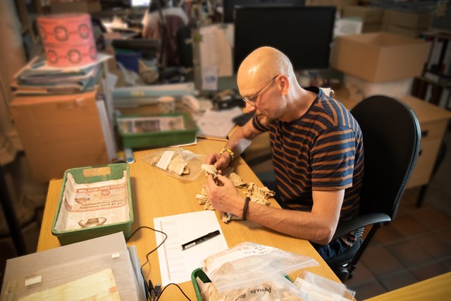 Specialist examines Mesolithic animal bone from Linmere © Albion Archaeology