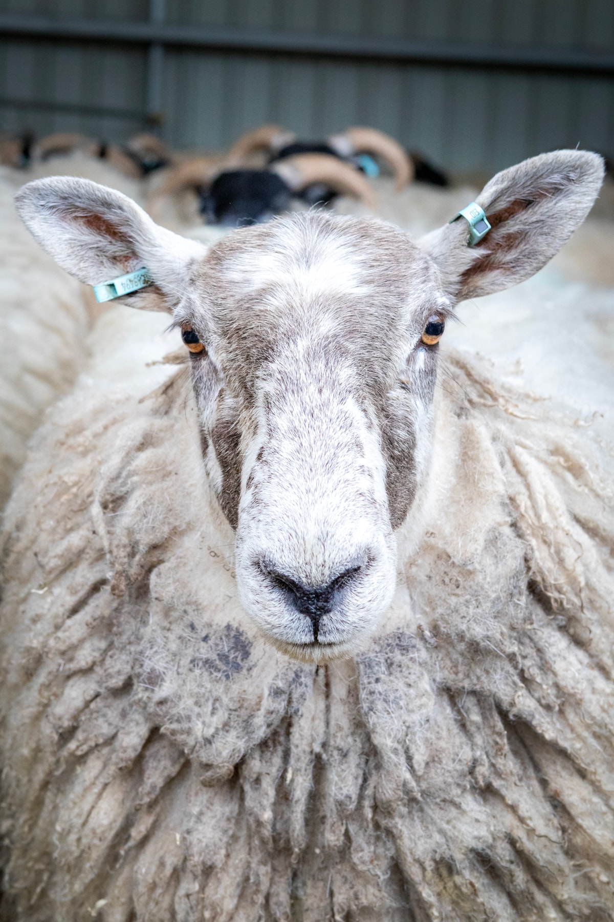 Woolly Weekend at the National Museum of Rural Life. Photo © Ruth Armstrong (4)