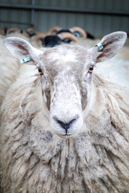 Woolly Weekend at the National Museum of Rural Life. Photo © Ruth Armstrong (4)