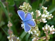 NT22DPW5 Silver studded blue butterfly National Trust Images Matthew Oates: NT22DPW5 Silver studded blue butterfly National Trust Images Matthew Oates