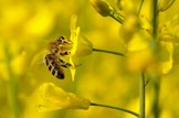 Creating a buzz on Colonsay: Agriculture-bees-wild-flowers