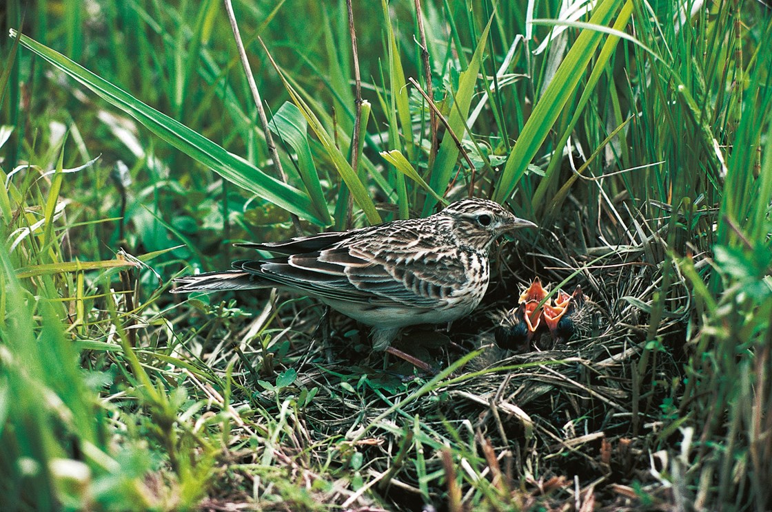 Thermal drones used to monitor Skylarks nests July 2020: Credit: Universal Images Group North America LLC / DeAgostini / Alamy Stock Photo

(Zoology, Birds, Passeriformes, Skylark, Alauda, biology, zoology, animalia, animals, chordata, aves, birds, passeriformes, alauda, arvensis, sky, lark, juvenile, forms, in, animals, pullus, anatomical, parts, and, functional, products, in, animals, nest)

Internal Asset No. 17116