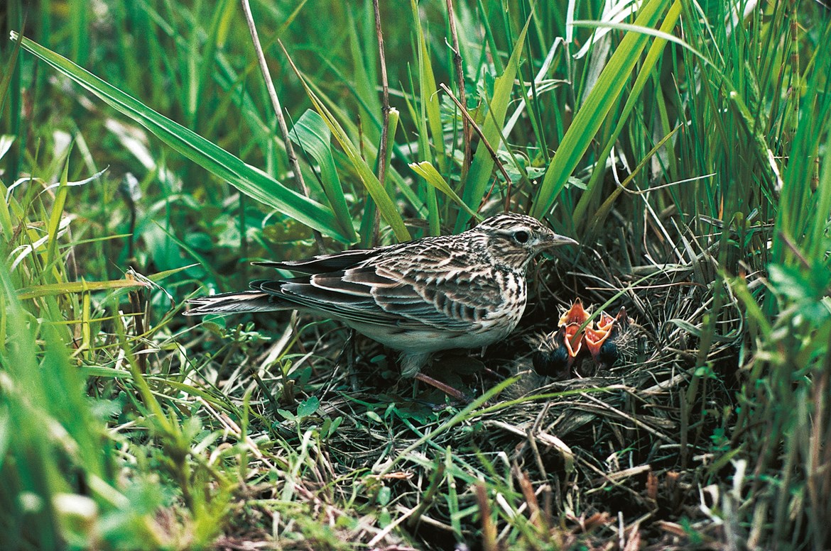 HS2 demonstrates commitment to preserving natural environment by using hi-tech thermal drone to monitor Skylarks: Thermal drones used to monitor Skylarks nests July 2020