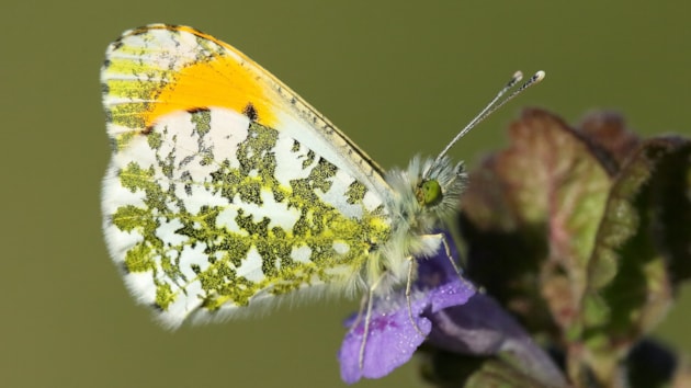 Climate change drives butterflies north: Orange-tip by Iain H Leach / Butterfly Conservation