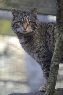 Wildcat: Wildcat (Felix sylvestris) at the RZSS Highland Wildlife Park. ©Lorne Gill/NatureScot