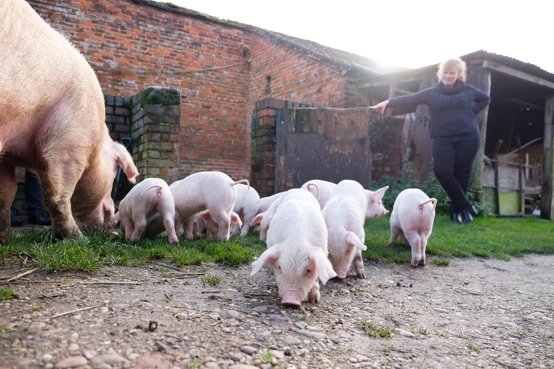 Woodhouse Farm piglets 00083: Woodhouse Farm, CIC, Community Interest Company, HS2 Community Environment Fund, HS2 Business and Local Economy Fund, CEF, BLEF, community engagement, Lichfield, Groundwork