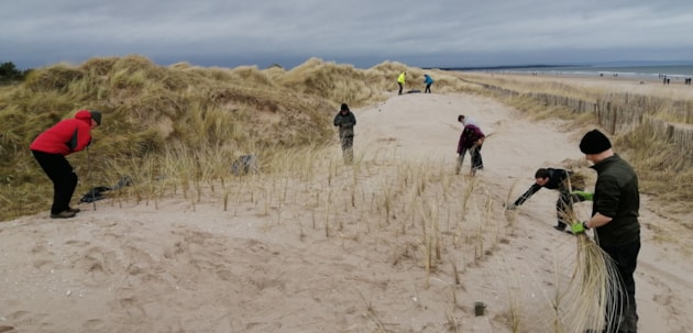 SMEEF - St. Andrews Links Dune Planting - Free use photo